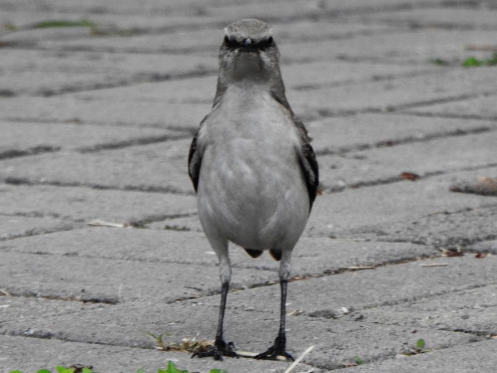 Moqueur des savanes - ML647082407