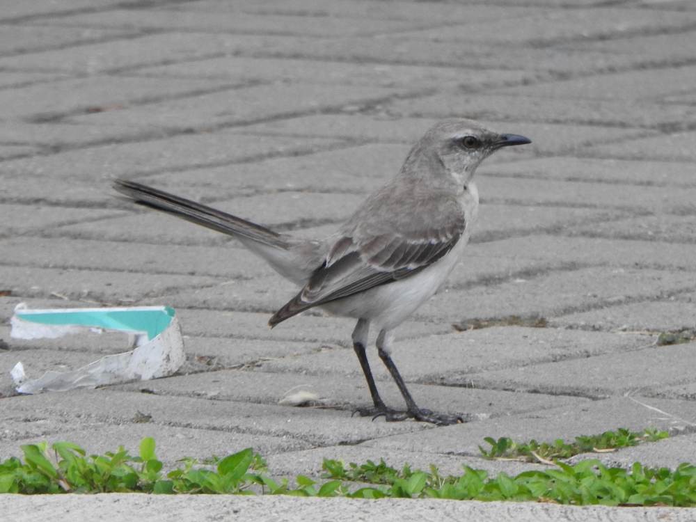 Moqueur des savanes - ML647082408