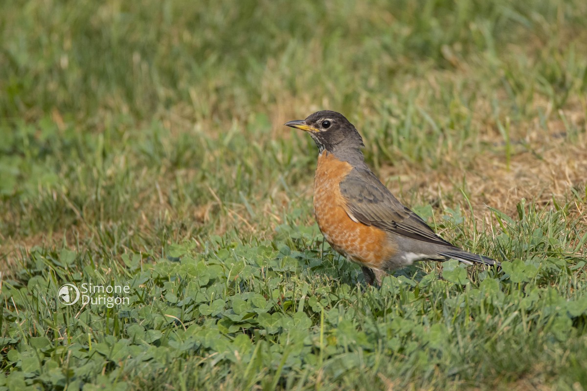 American Robin - ML647082410