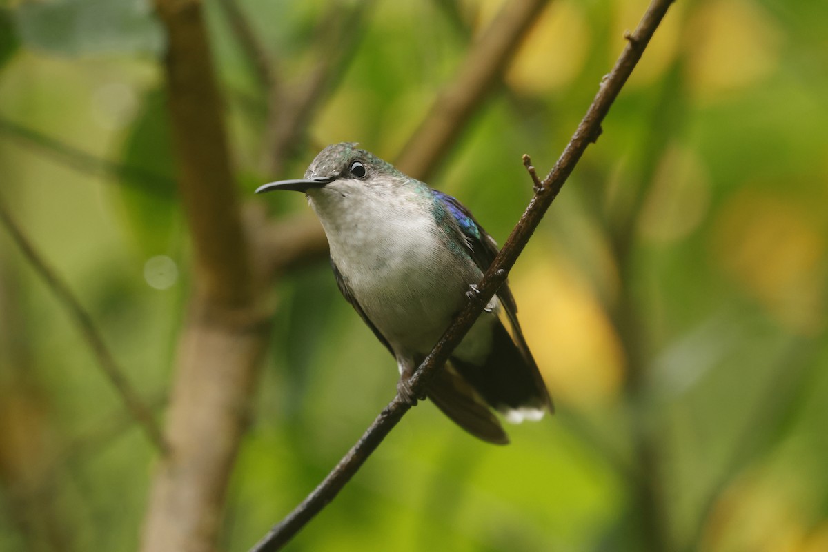 Crowned Woodnymph (Northern/Colombian Violet-crowned) - ML647082411