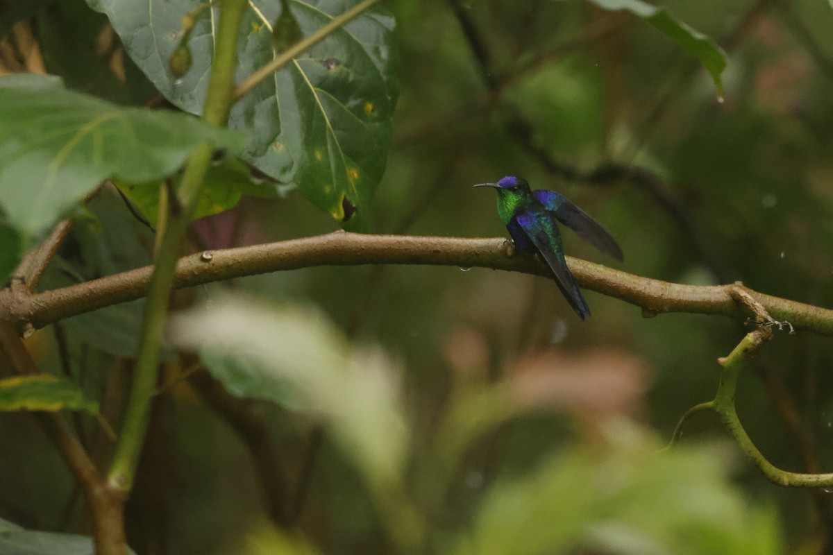Crowned Woodnymph (Northern/Colombian Violet-crowned) - ML647082412