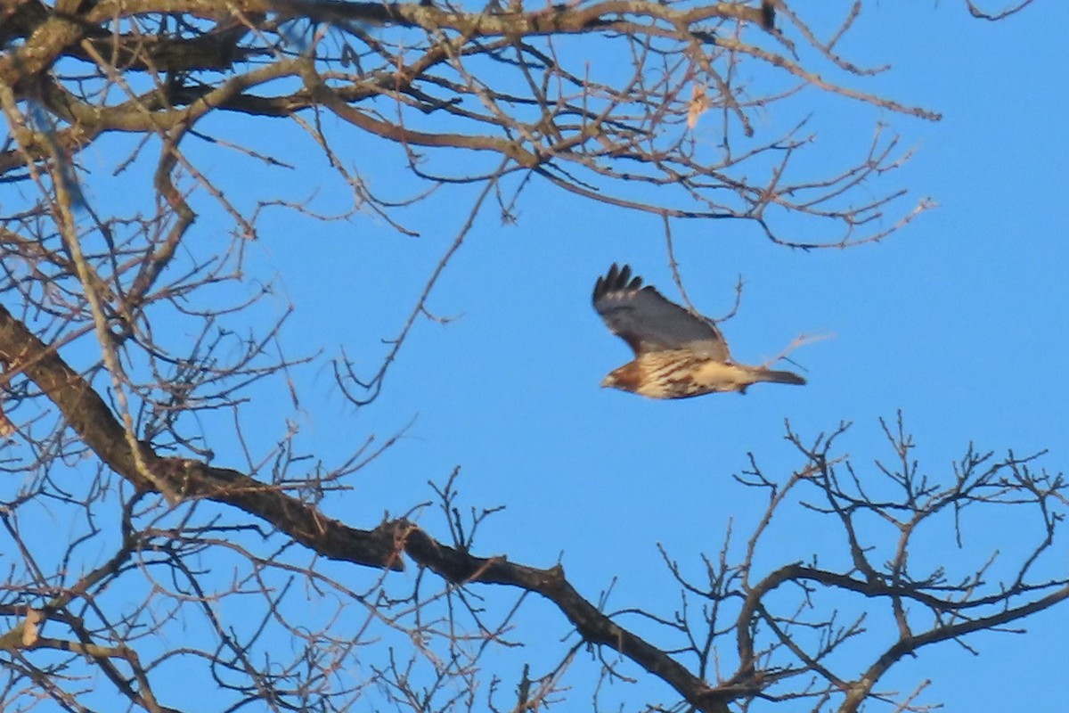 アカオノスリ - ML647082414