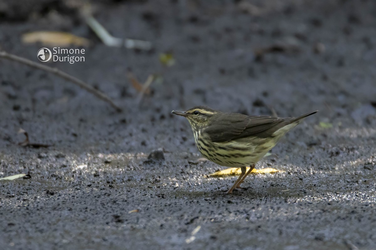 Northern Waterthrush - ML647082432