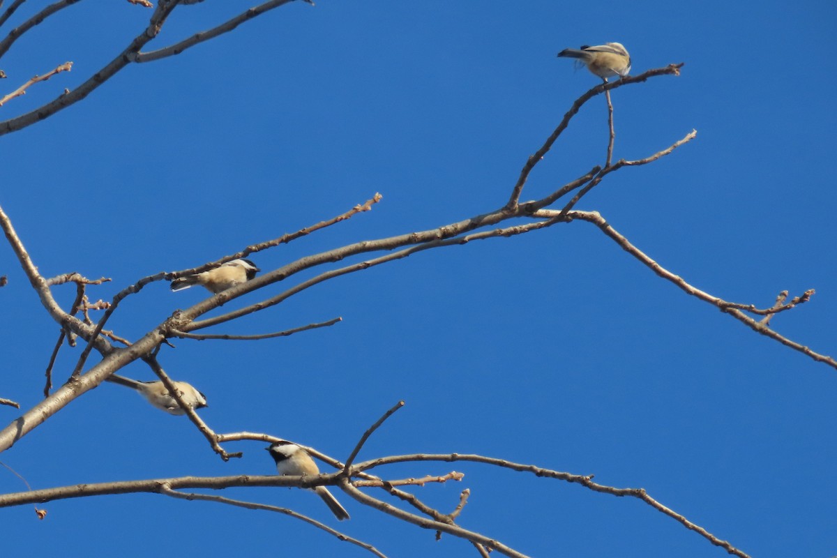 Black-capped Chickadee - ML647082435