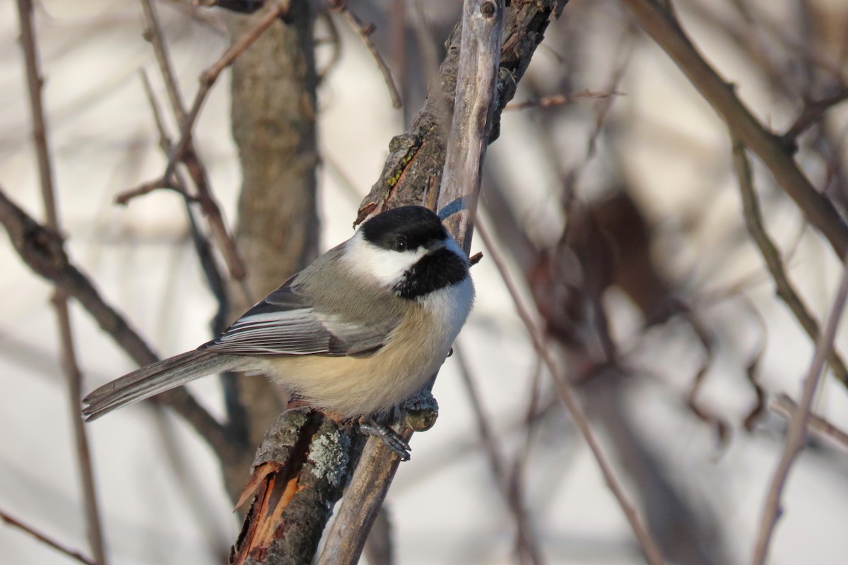 Black-capped Chickadee - ML647082436