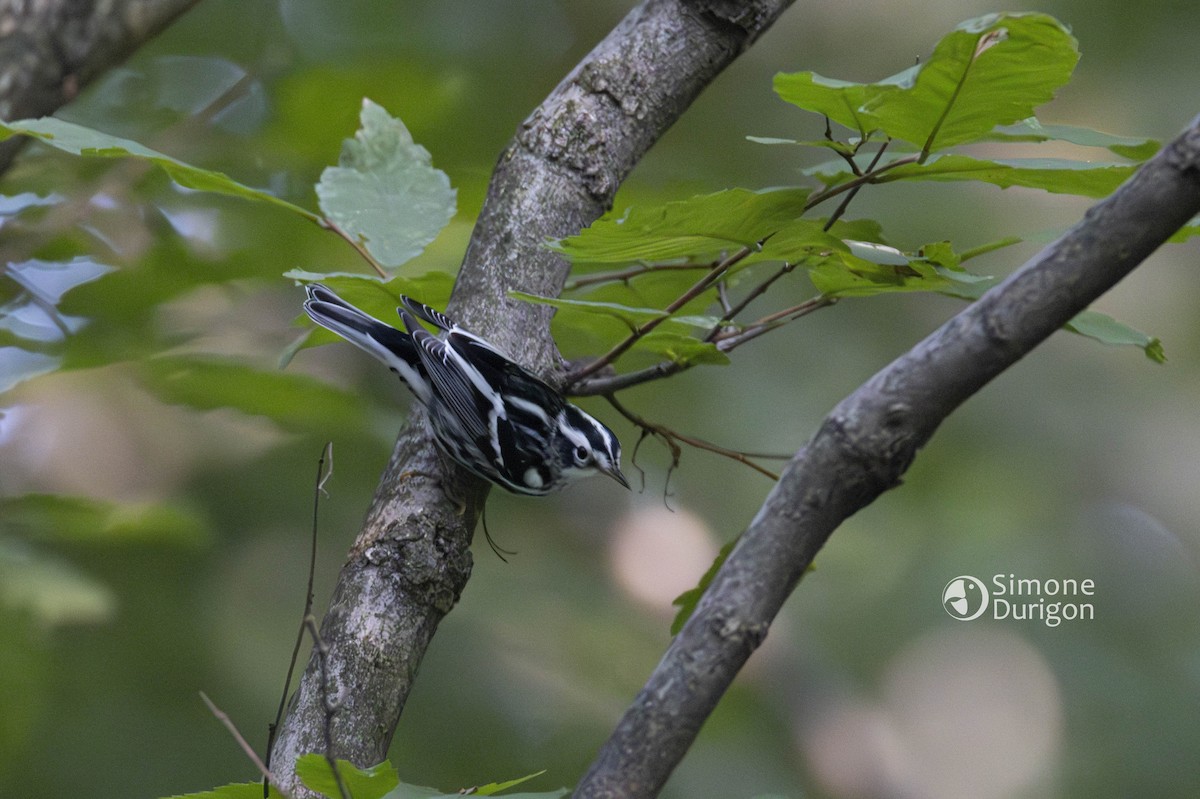 Black-and-white Warbler - ML647082444
