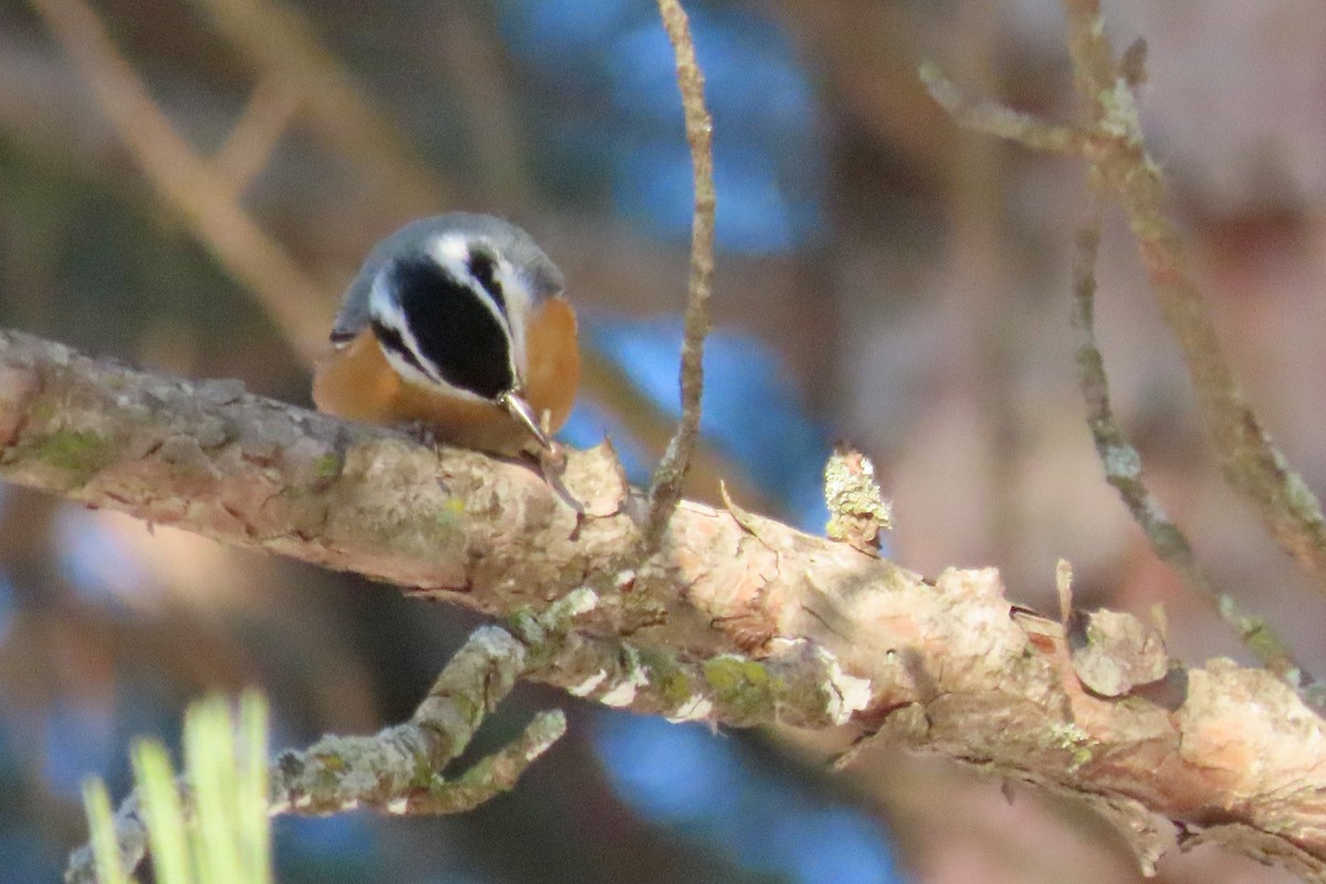 ムネアカゴジュウカラ - ML647082448