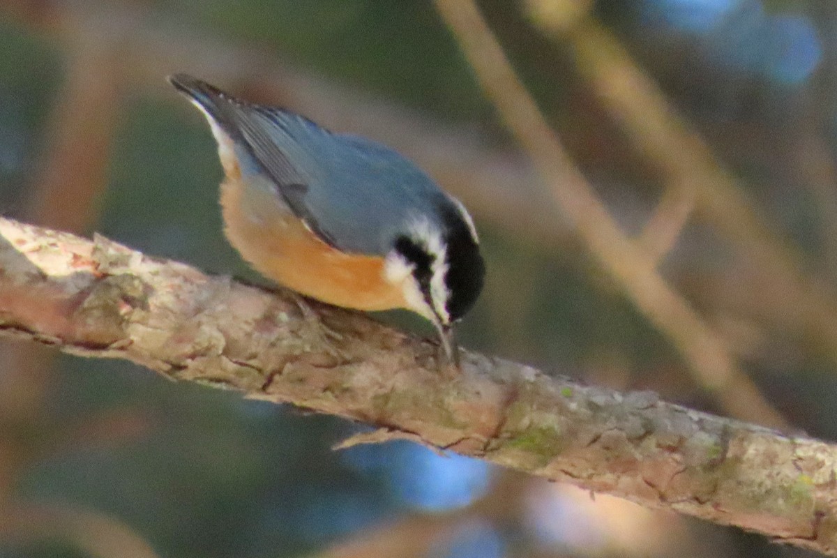 ムネアカゴジュウカラ - ML647082449