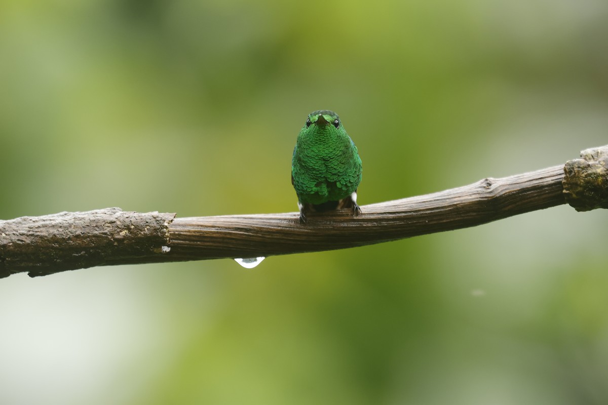 Steely-vented Hummingbird - ML647082450