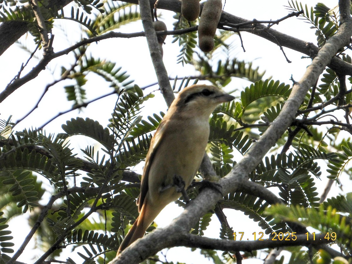 Isabelline Shrike - ML647082459