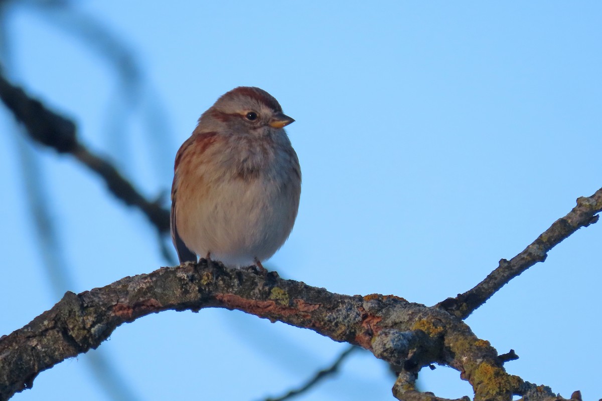 ムナフヒメドリ - ML647082470