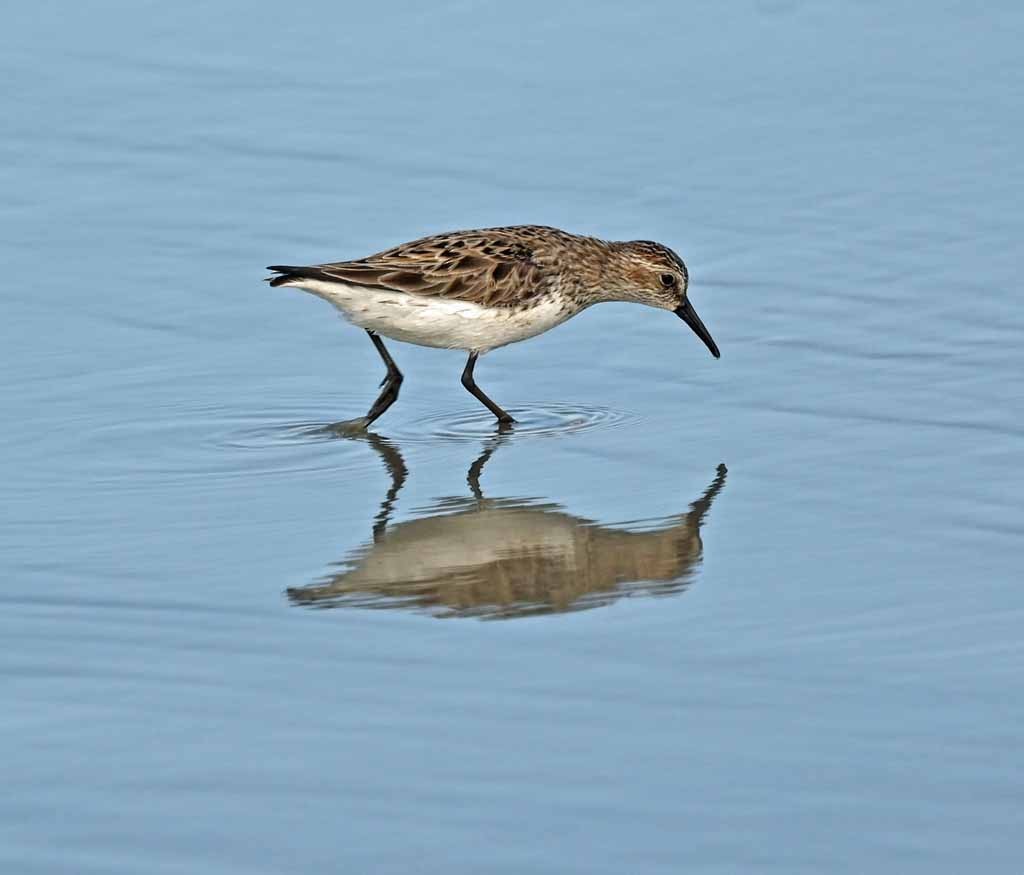 Bécasseau semipalmé - ML647082472