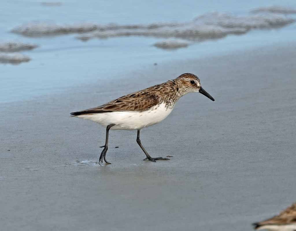 Bécasseau semipalmé - ML647082473