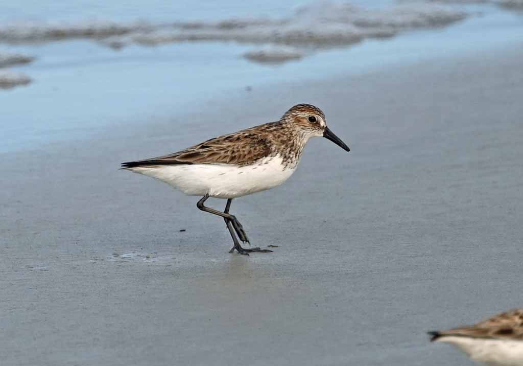 Bécasseau semipalmé - ML647082474