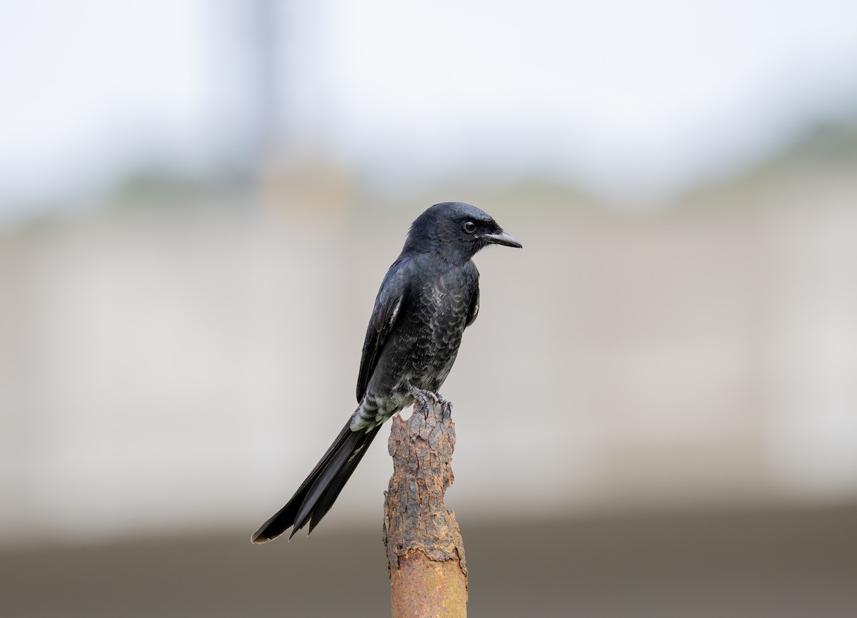 Black Drongo - ML647082481