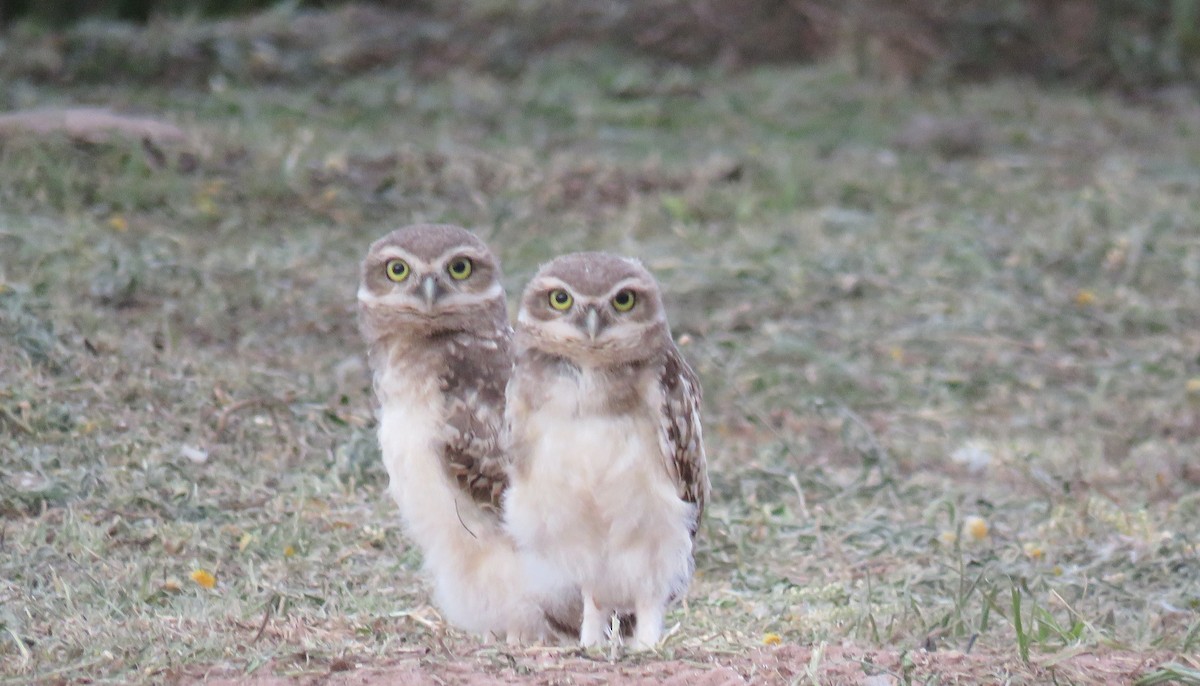 Burrowing Owl - ML647082482