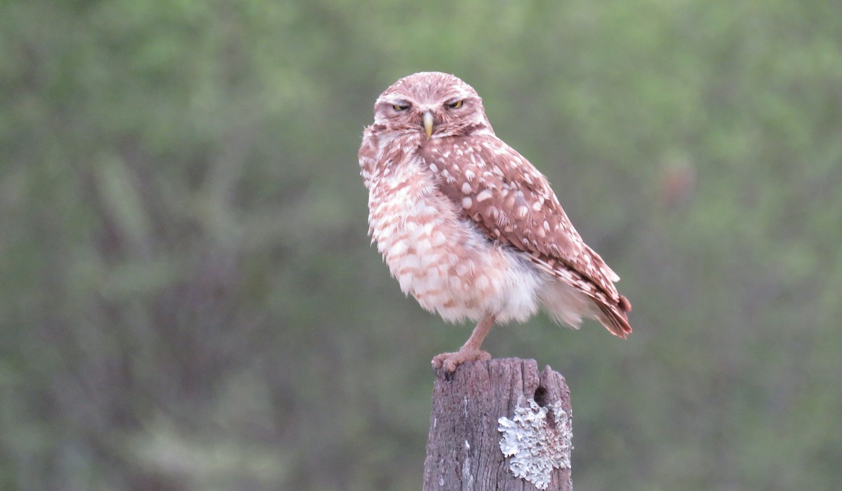 Burrowing Owl - ML647082483