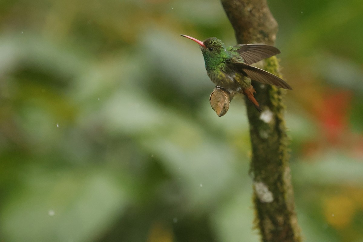 ハイバラエメラルドハチドリ（tzacatl グループ） - ML647082484