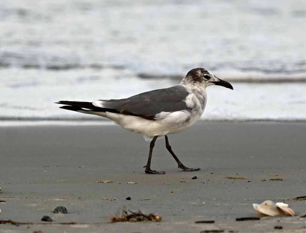 ワライカモメ - ML647082493