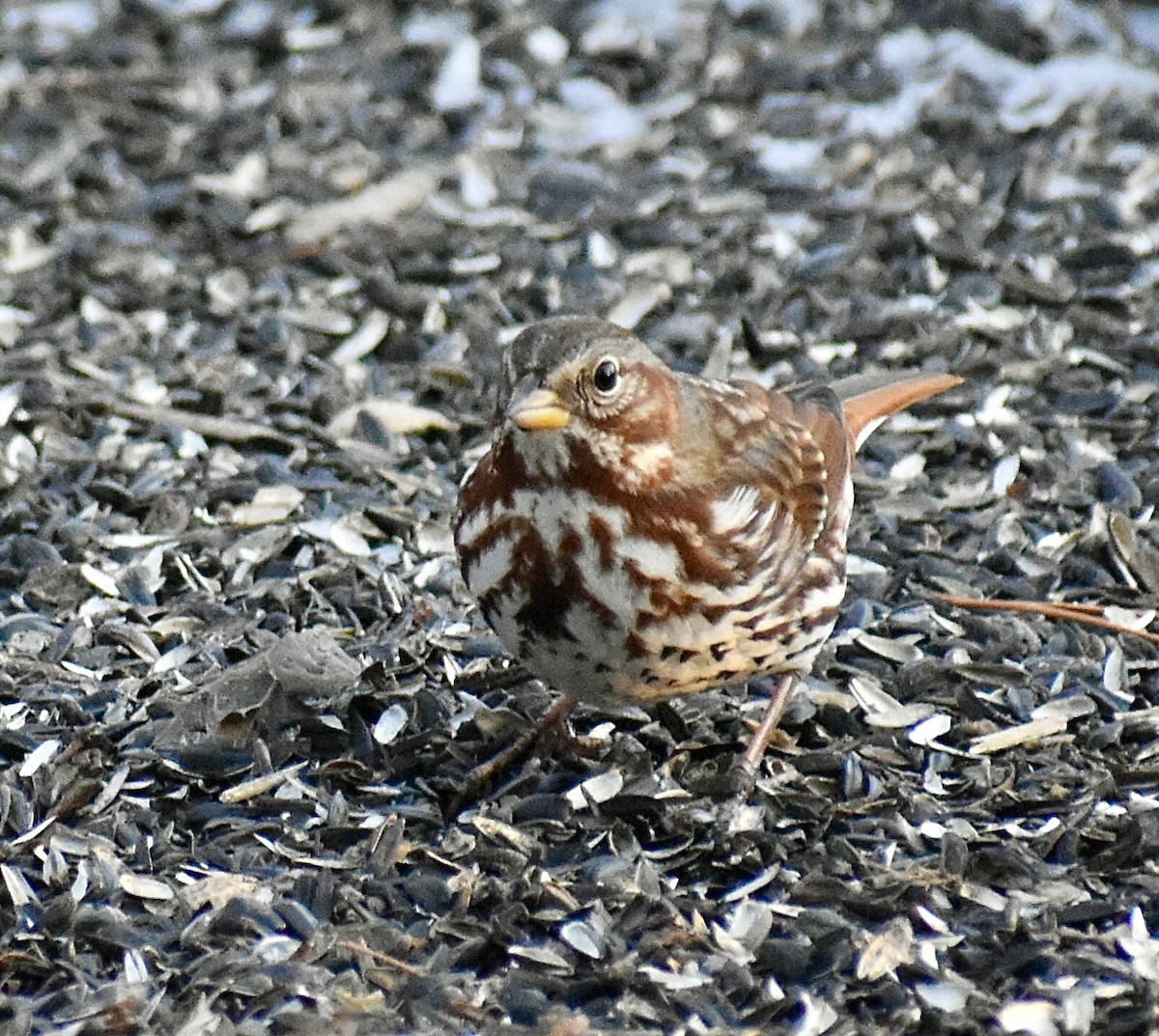 Fox Sparrow - ML647082499