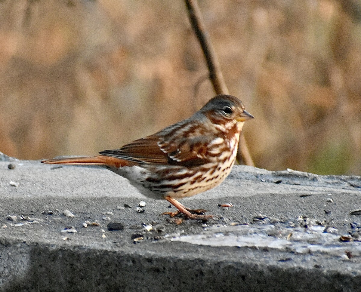 Fox Sparrow - ML647082500