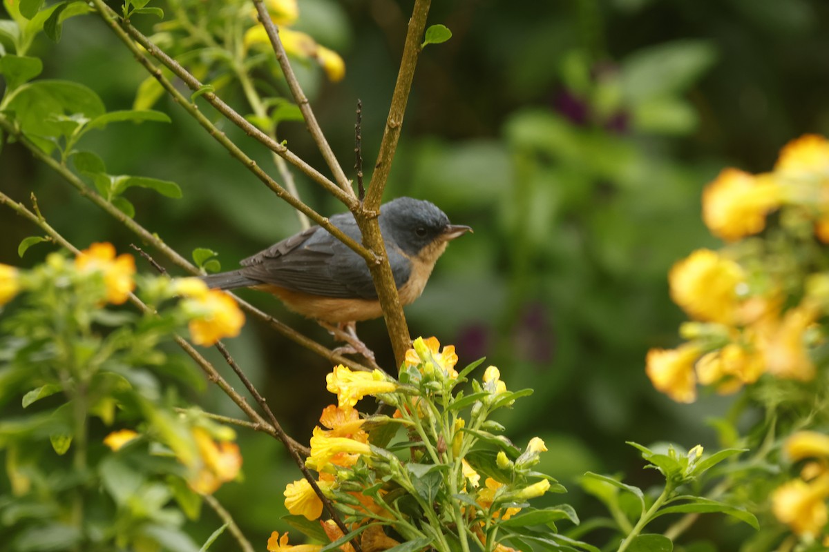 ムネアカハナサシミツドリ - ML647082502