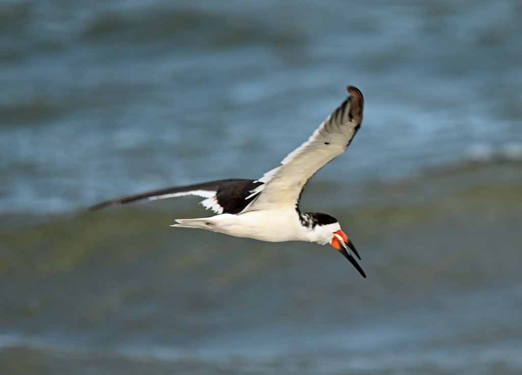Black Skimmer - ML647082503
