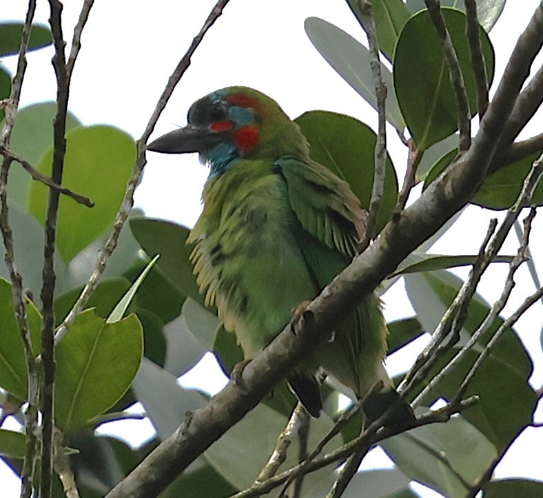 Blue-eared Barbet - ML647082504