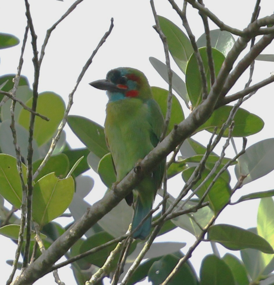 Blue-eared Barbet - ML647082505