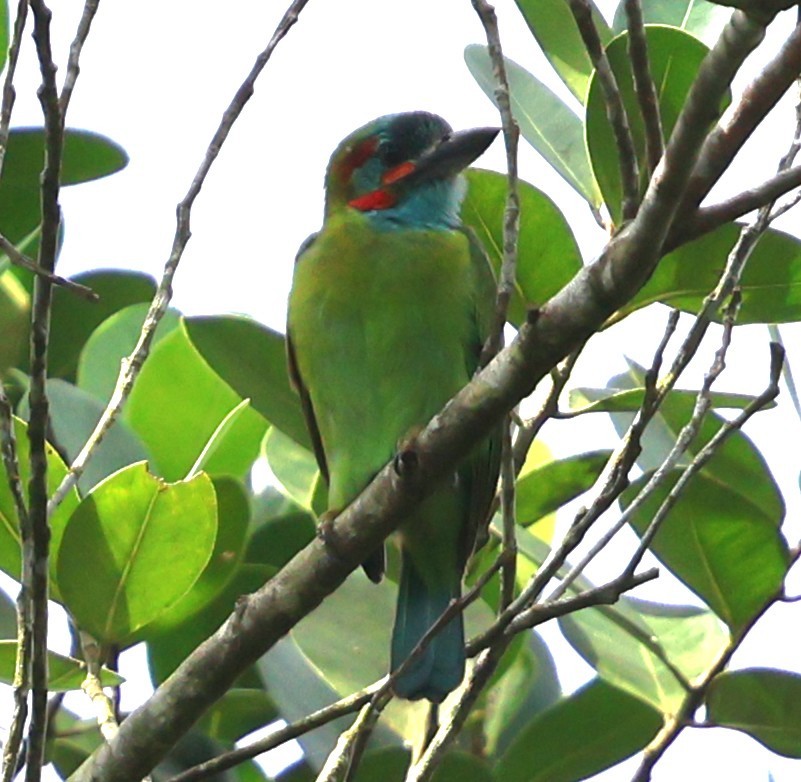 Blue-eared Barbet - ML647082506