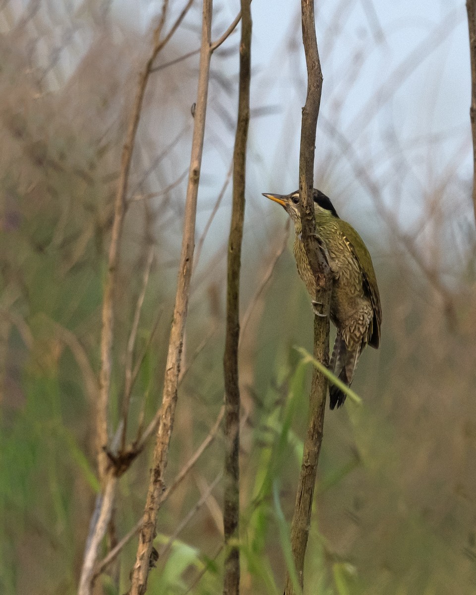 Индийский дятел - ML647082514