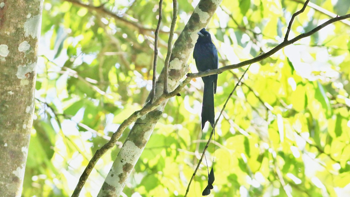 Greater Racket-tailed Drongo - ML647082515