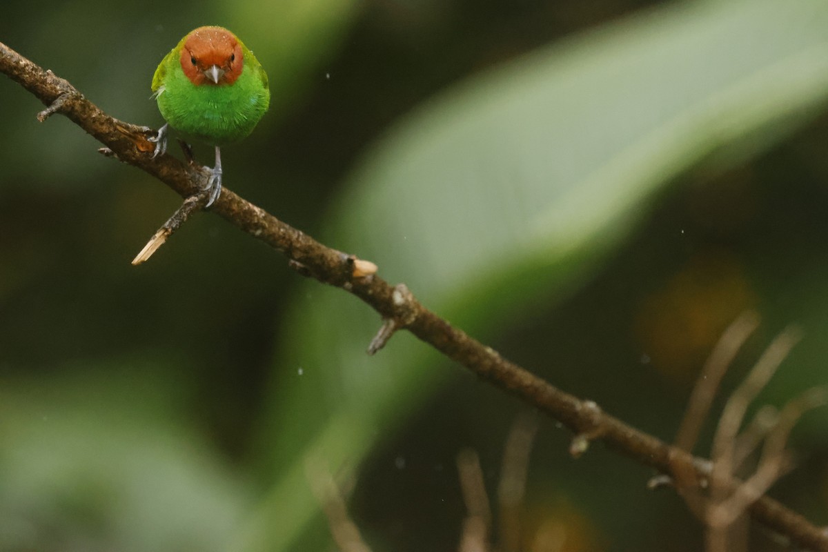 チャガシラフウキンチョウ（viridissima／toddi） - ML647082520