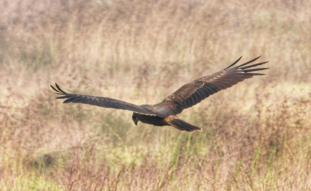 Western Marsh Harrier - ML647082524
