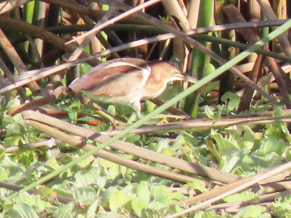 Petit Blongios - ML647082525