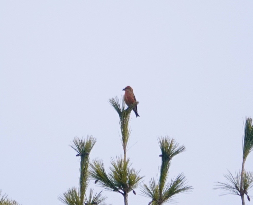 Red Crossbill (Appalachian or type 1) - ML647082526