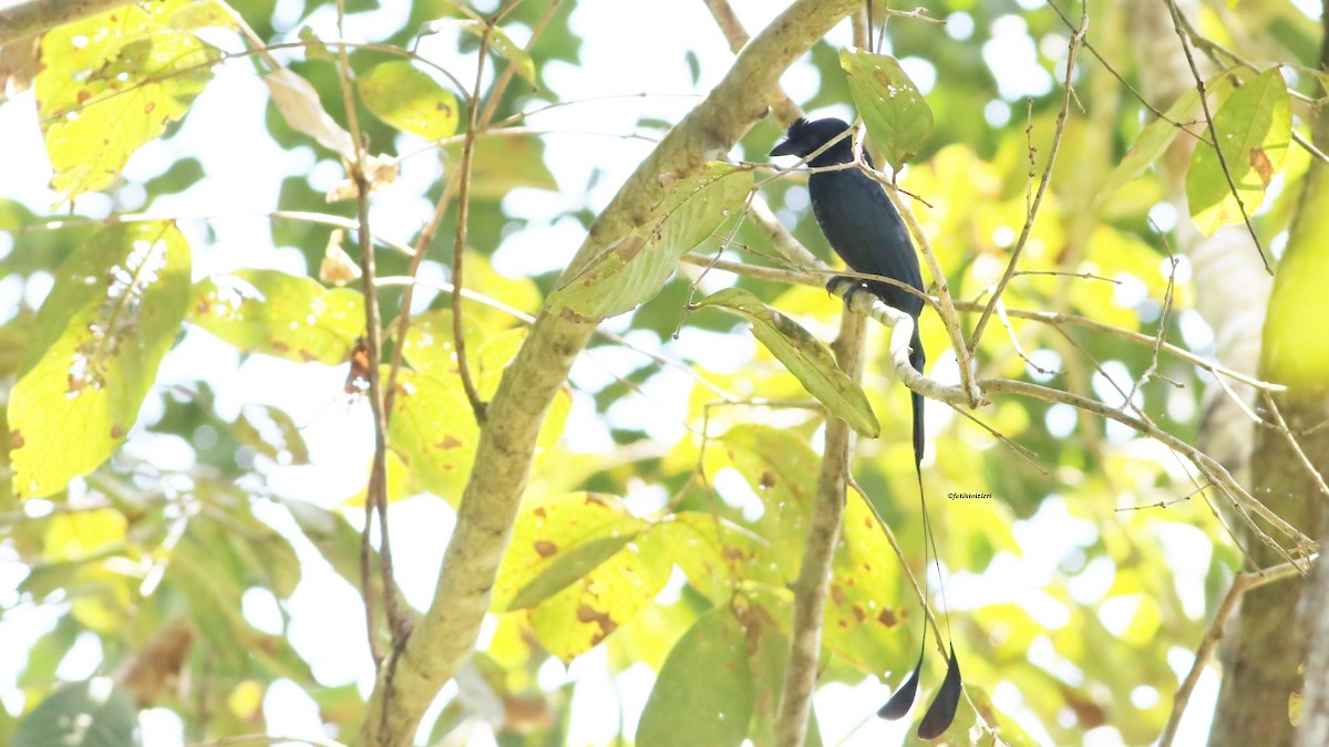 Greater Racket-tailed Drongo - ML647082530