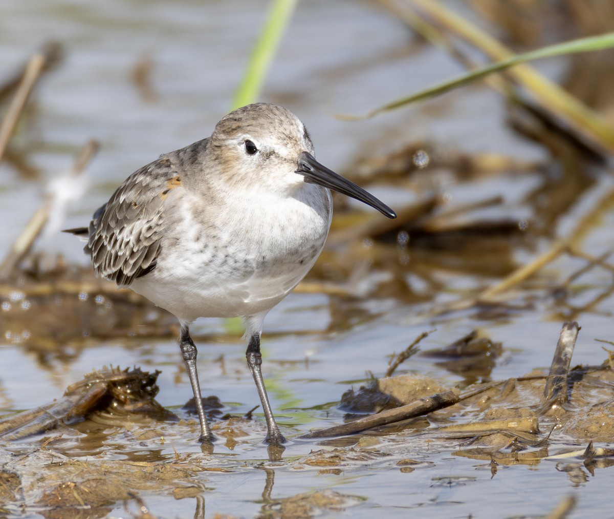 jespák obecný - ML647082531