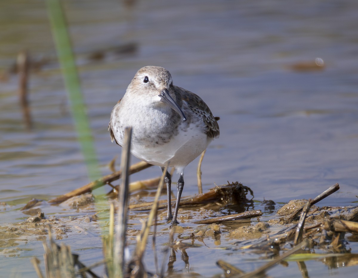 黑腹濱鷸 - ML647082532