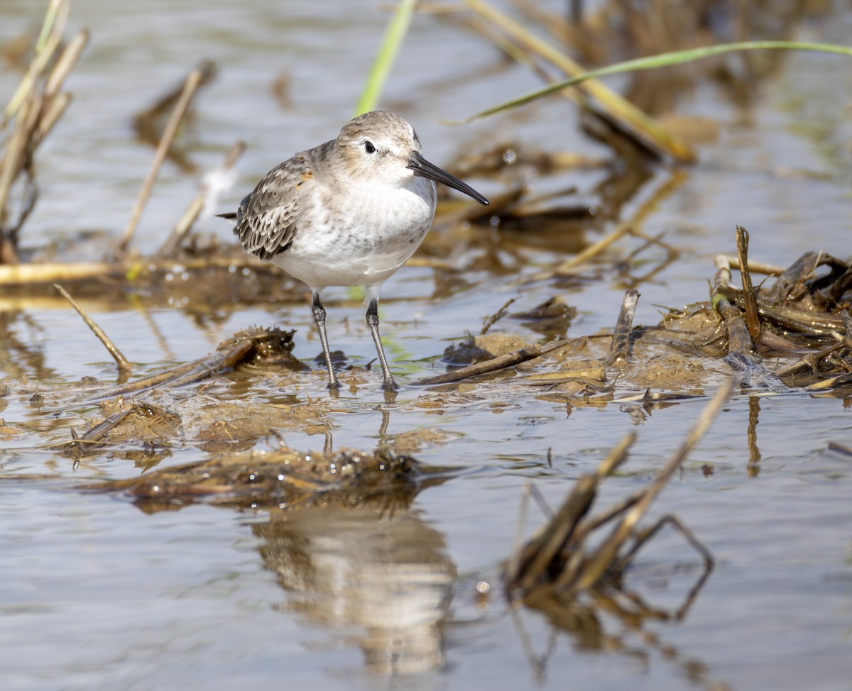 jespák obecný - ML647082533