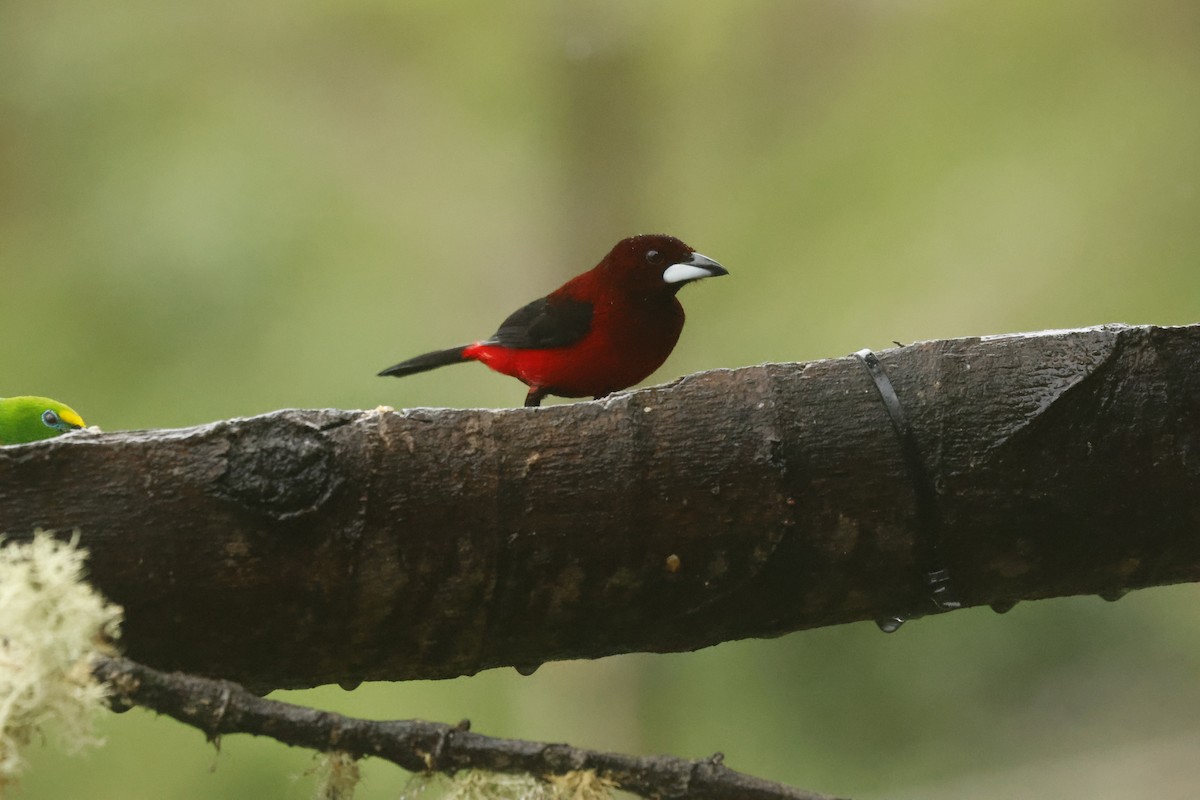 セアカフウキンチョウ - ML647082534