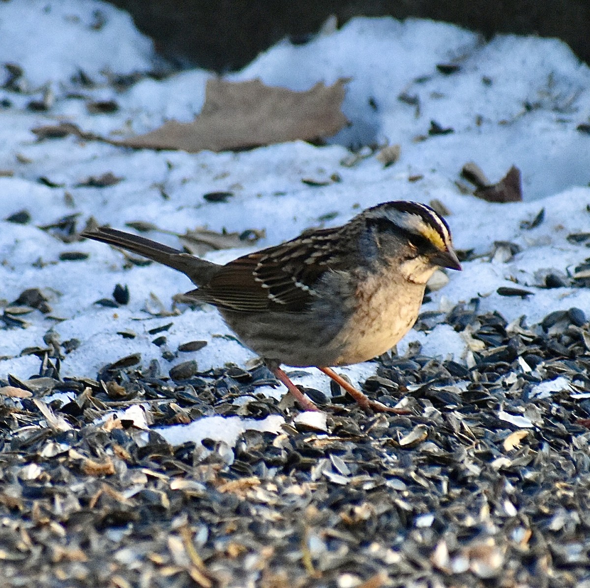 White-throated Sparrow - ML647082535