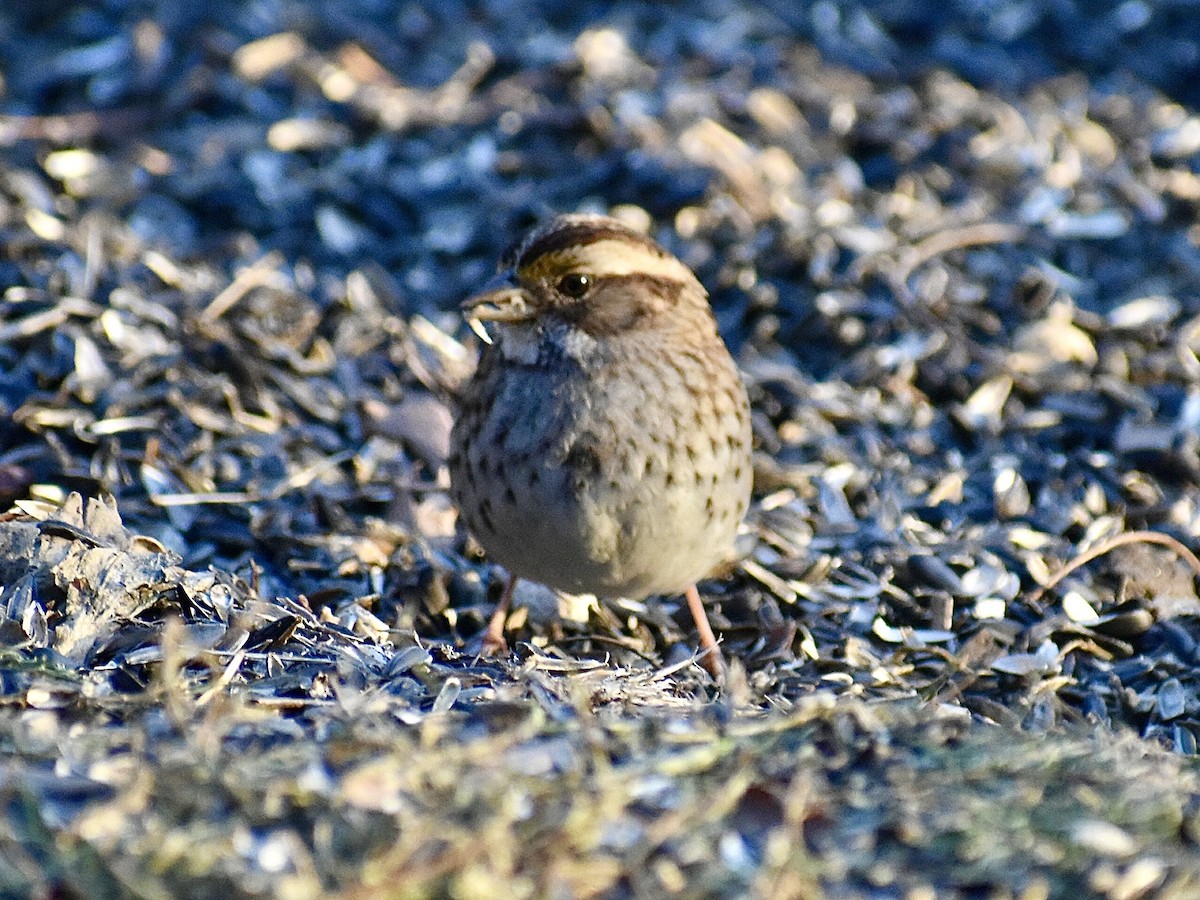 White-throated Sparrow - ML647082536
