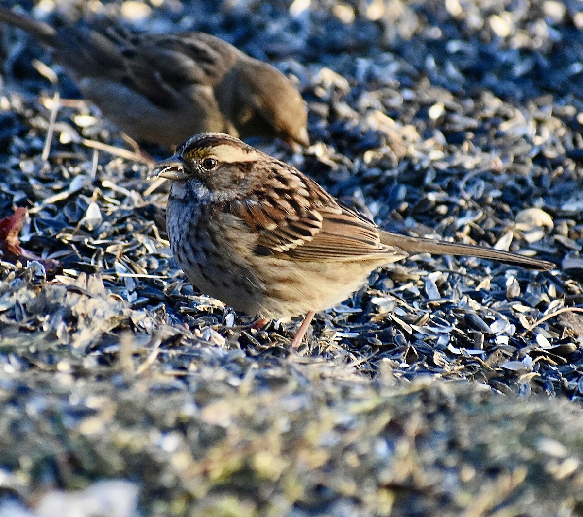 White-throated Sparrow - ML647082537