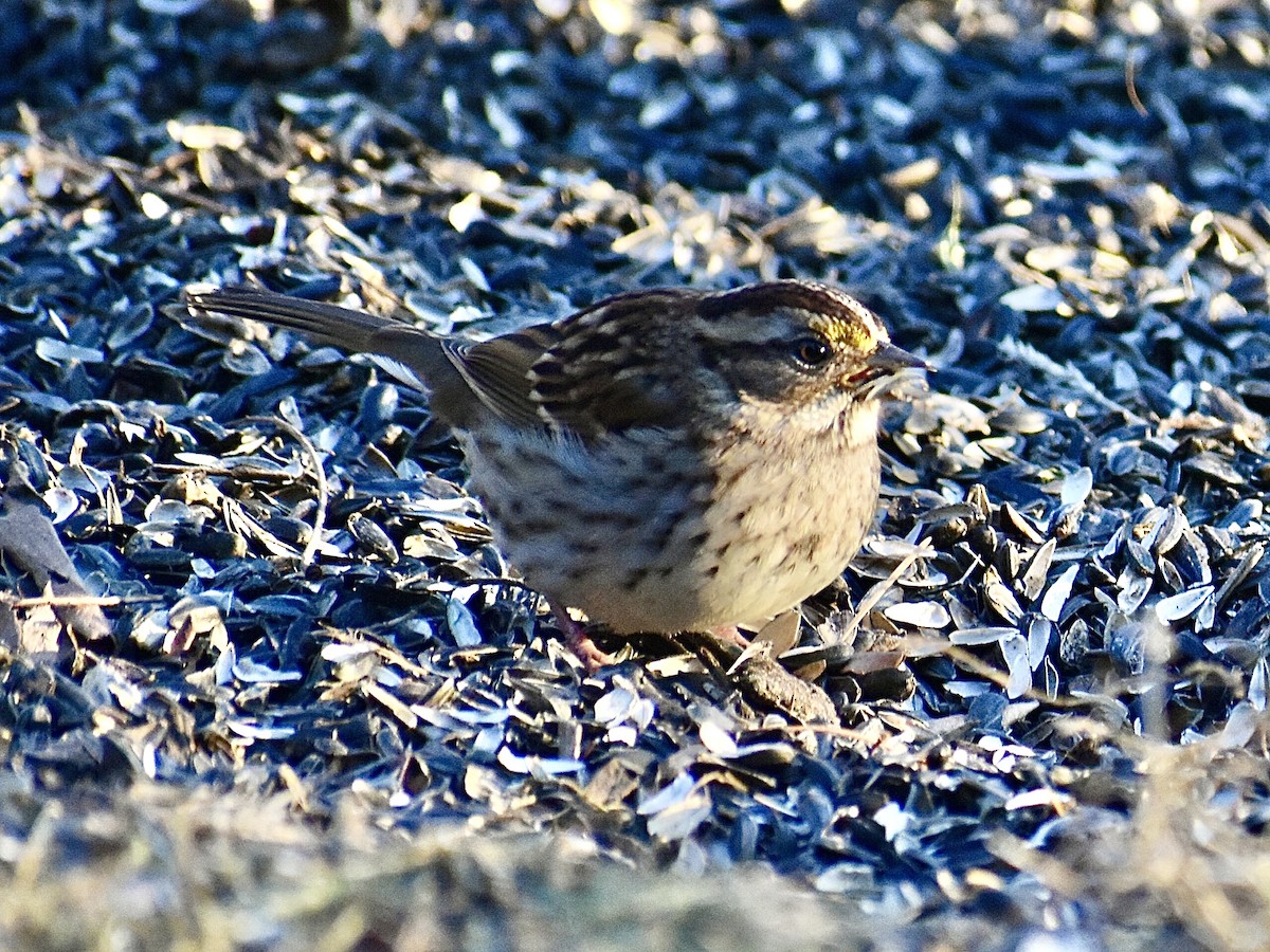 White-throated Sparrow - ML647082538