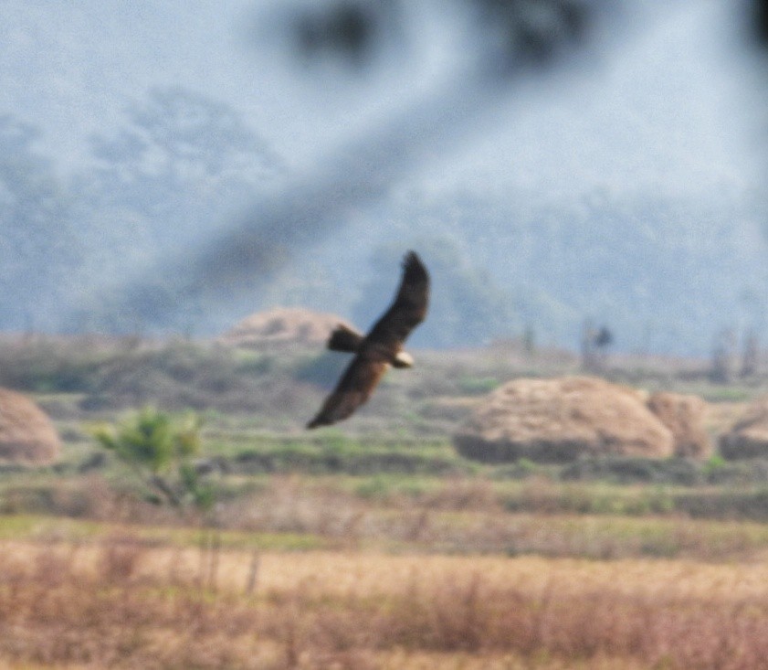 Western Marsh Harrier - ML647082539