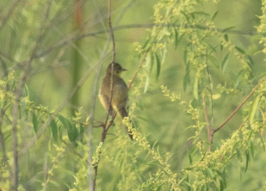 African Yellow-Warbler - ML647082540