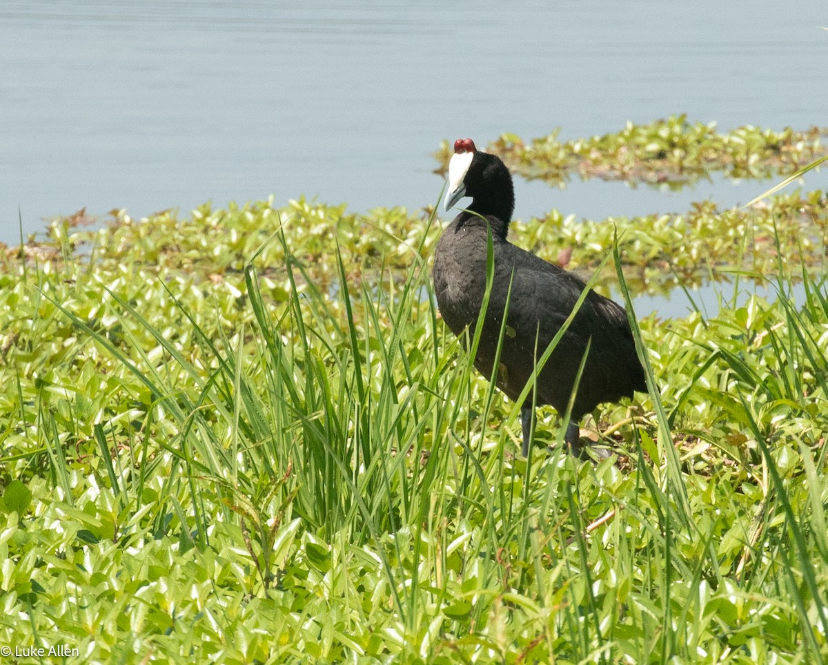 Red-knobbed Coot - ML647082541