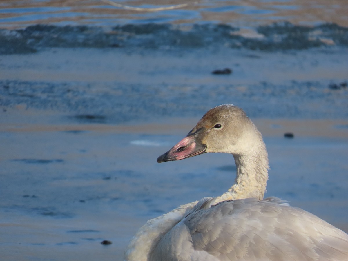 小天鵝 - ML647082542