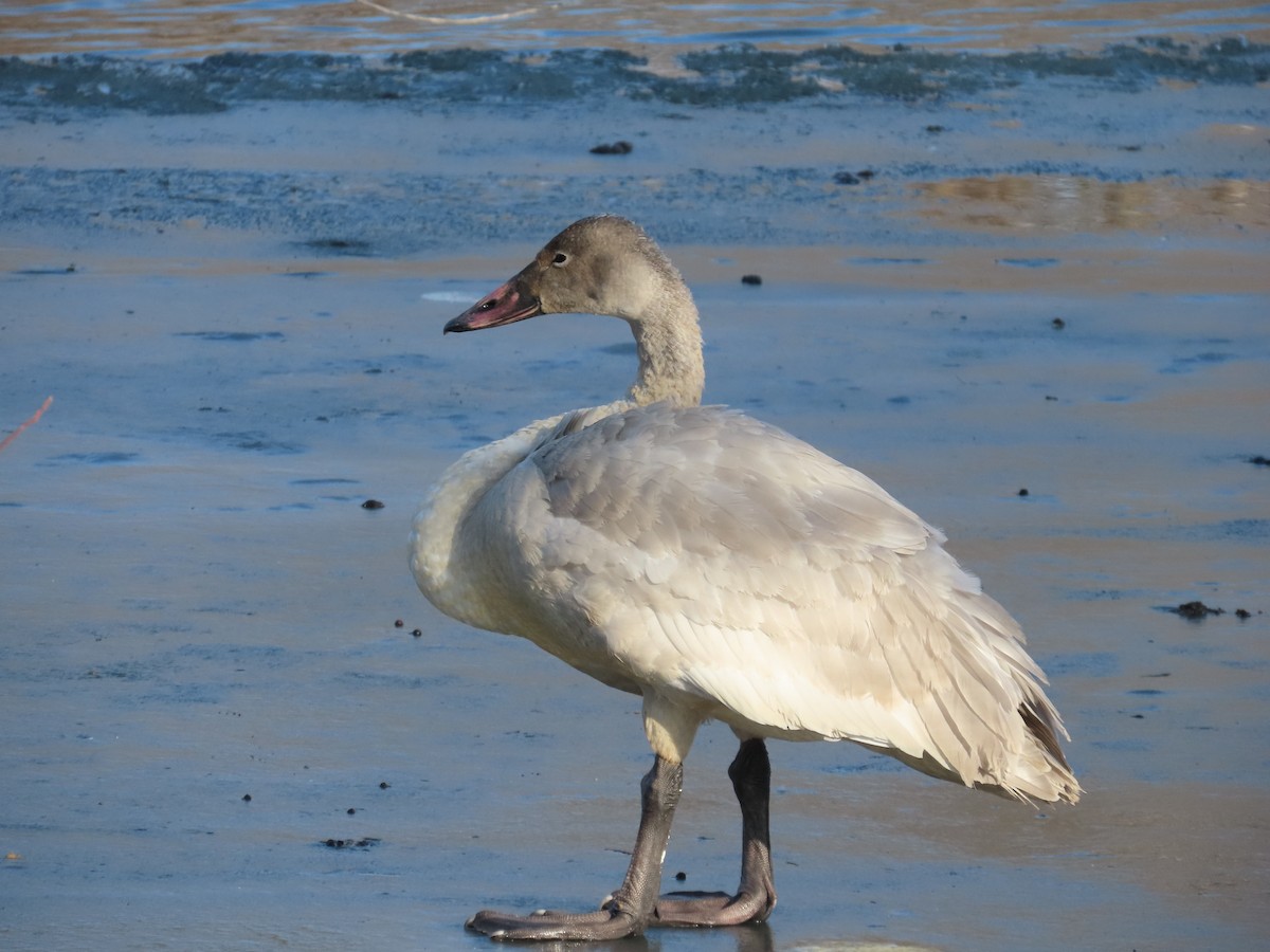 小天鵝 - ML647082543